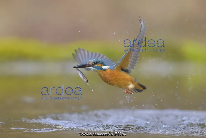 : Kingfisher (Alcedo atthis), taking off from the water with a fish in its beak : Kingfisher (Alcedo atthis), taking off from the water with a fish in its beak