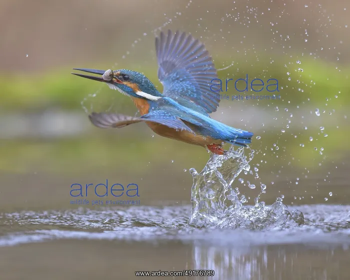 : Kingfisher (Alcedo atthis), taking off from the water with a fish in its beak : Kingfisher (Alcedo atthis), taking off from the water with a fish in its beak