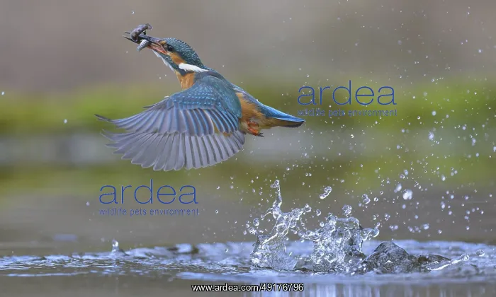 : Kingfisher (Alcedo atthis), taking off from the water with a fish in its beak : Kingfisher (Alcedo atthis), taking off from the water with a fish in its beak