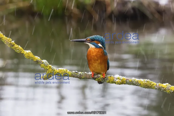 : Kingfisher (Alcedo attis), adult male : Kingfisher (Alcedo attis), adult male