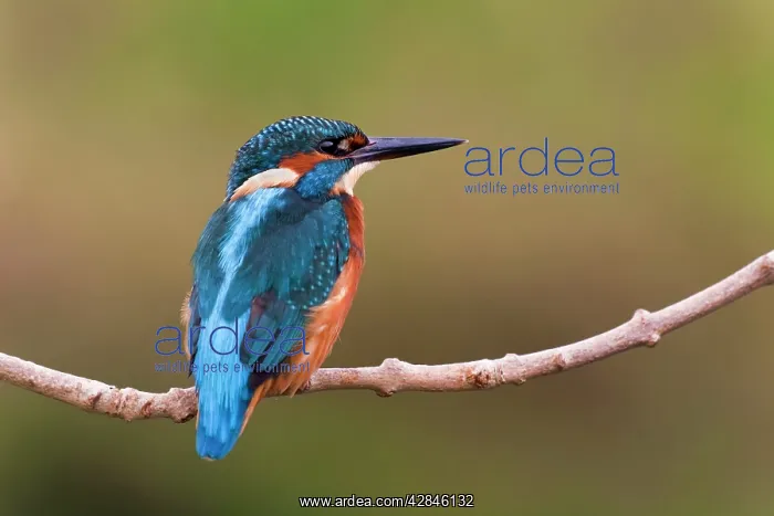 : Kingfisher - on branch : Kingfisher - on branch