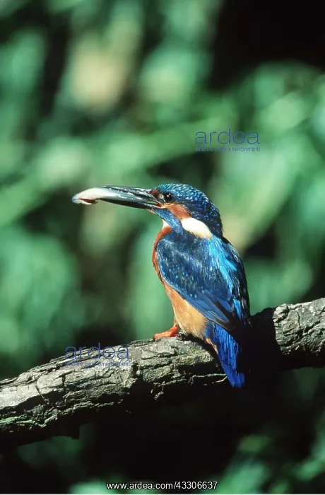 : KINGFISHER - on branch with fish : KINGFISHER - on branch with fish