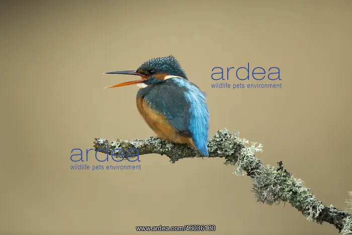  : Kingfisher - calling on a lichen branch above