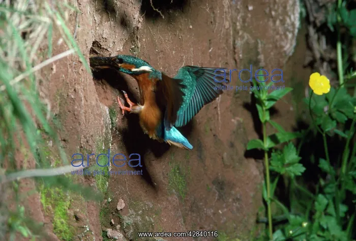 : Kingfisher - carrying fish to nest hole : Kingfisher - carrying fish to nest hole