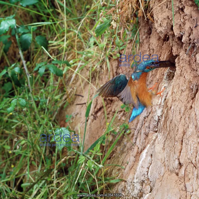 : Kingfisher - carrying fish to nest hole : Kingfisher - carrying fish to nest hole