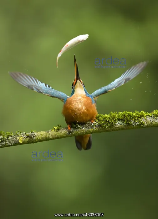 : Kingfisher - catching fish - Norfolk, UK : Kingfisher - catching fish - Norfolk, UK