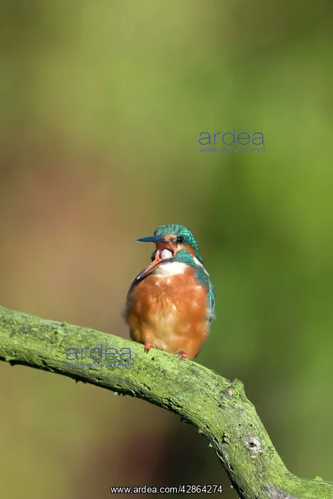 : Kingfisher - Coughing up a pellet of fish bones : Kingfisher - Coughing up a pellet of fish bones