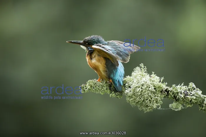 : Kingfisher - displaying to her partner - Norfolk, UK : Kingfisher - displaying to her partner - Norfolk, UK