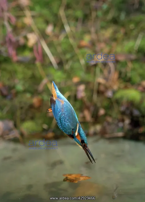 : KINGFISHER - dives, with wings tucked in : KINGFISHER - dives, with wings tucked in