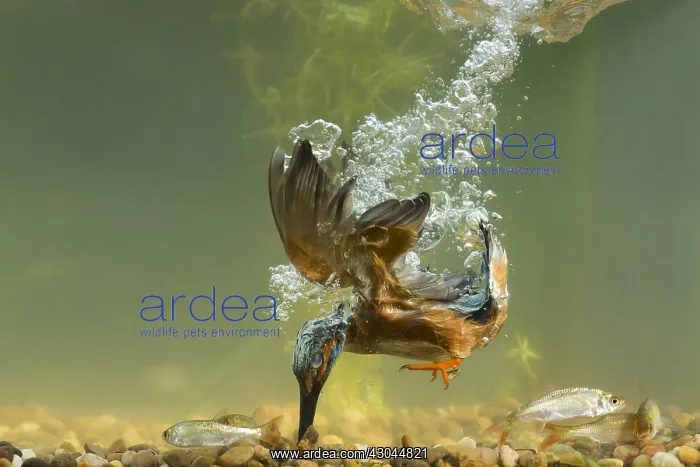 : Kingfisher - diving for fish underwater - Norfolk, UK : Kingfisher - diving for fish underwater - Norfolk, UK