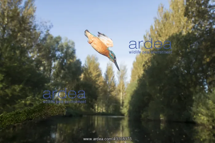 : Kingfisher - diving - Norfolk, UK : Kingfisher - diving - Norfolk, UK