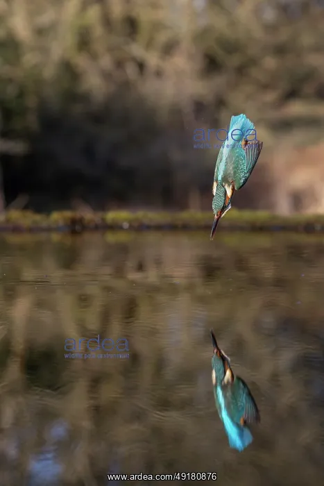  : Kingfisher - Diving - UK