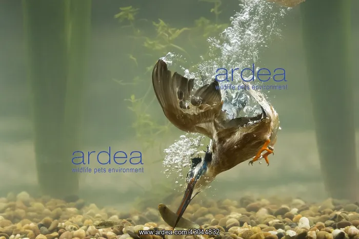 : Kingfisher - diving underwater for fish - Norfolk, UK : Kingfisher - diving underwater for fish - Norfolk, UK