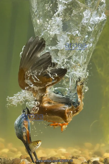 : Kingfisher - diving underwater - Norfolk, UK : Kingfisher - diving underwater - Norfolk, UK