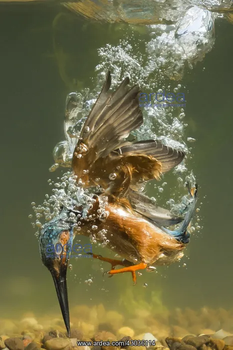 : Kingfisher - diving underwater - Norfolk, UK : Kingfisher - diving underwater - Norfolk, UK