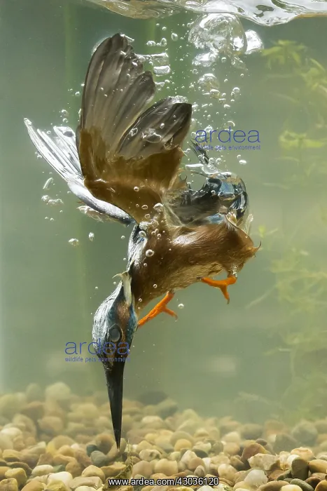 : Kingfisher - diving underwater - Norfolk, UK : Kingfisher - diving underwater - Norfolk, UK