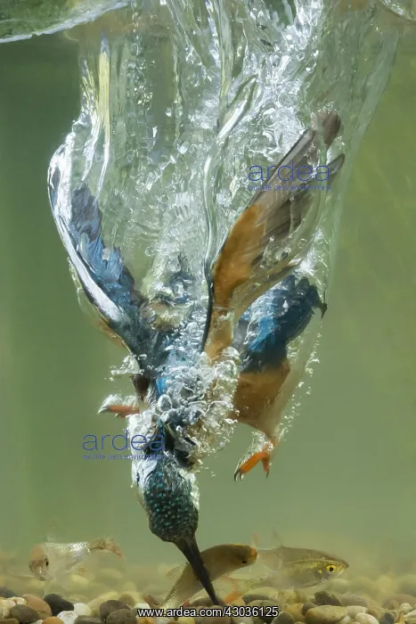 : Kingfisher - diving underwater - Norfolk, UK : Kingfisher - diving underwater - Norfolk, UK