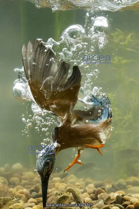 : Kingfisher - diving underwater - Norfolk, UK : Kingfisher - diving underwater - Norfolk, UK