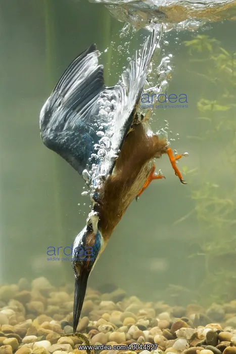 : Kingfisher - diving underwater - Norfolk, UK : Kingfisher - diving underwater - Norfolk, UK