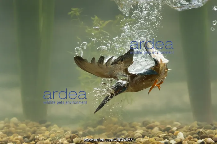 : Kingfisher - diving underwater - Norfolk, UK : Kingfisher - diving underwater - Norfolk, UK