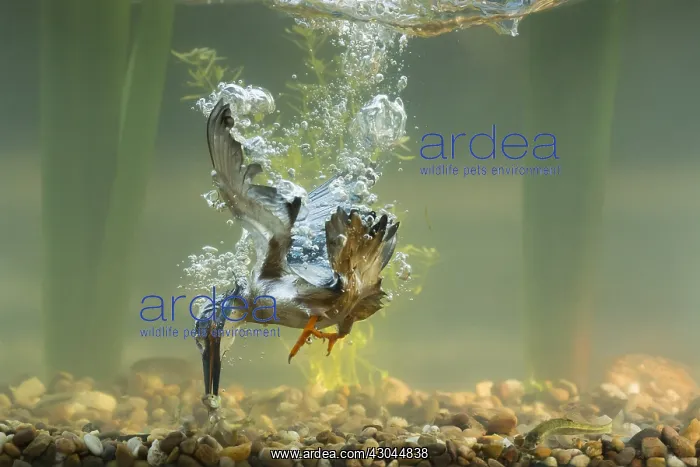 : Kingfisher - diving underwater - Norfolk, UK : Kingfisher - diving underwater - Norfolk, UK
