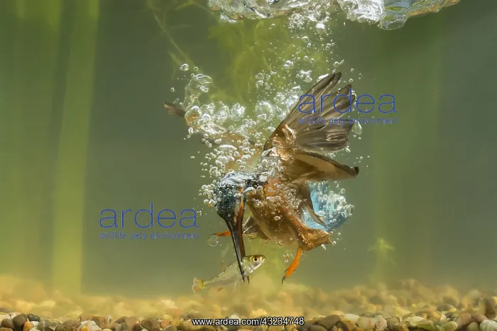 : Kingfisher - diving underwater - Norfolk, UK : Kingfisher - diving underwater - Norfolk, UK