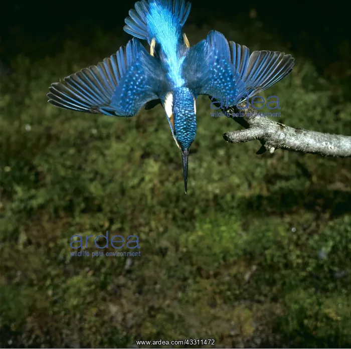 : KINGFISHER - diving, wings out : KINGFISHER - diving, wings out