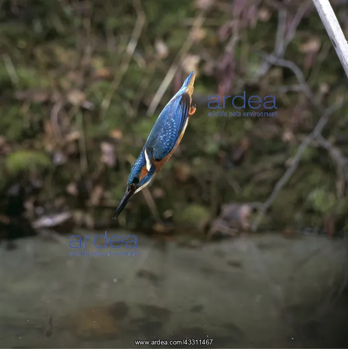  : KINGFISHER - diving, wings tucked in