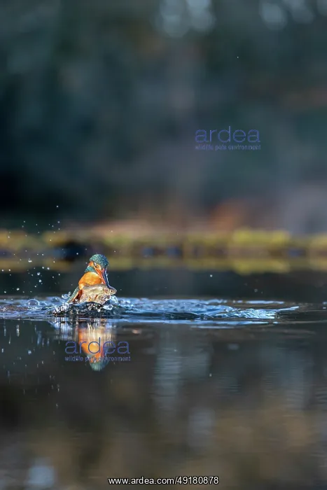 : Kingfisher - Emerging From Water With Fish - UK : Kingfisher - Emerging From Water With Fish - UK