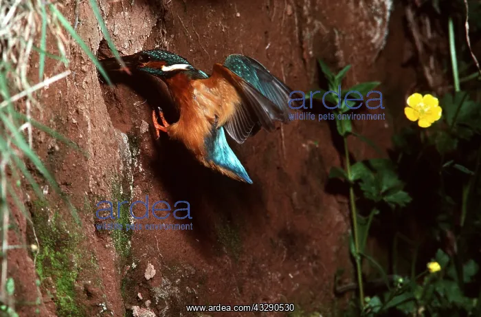 : KINGFISHER - Entering nest hole : KINGFISHER - Entering nest hole