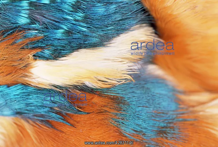 : Kingfisher - feathers : Kingfisher - feathers