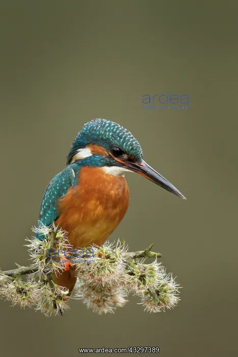 : Kingfisher - female resting on Blackthorn branch - April : Kingfisher - female resting on Blackthorn branch - April