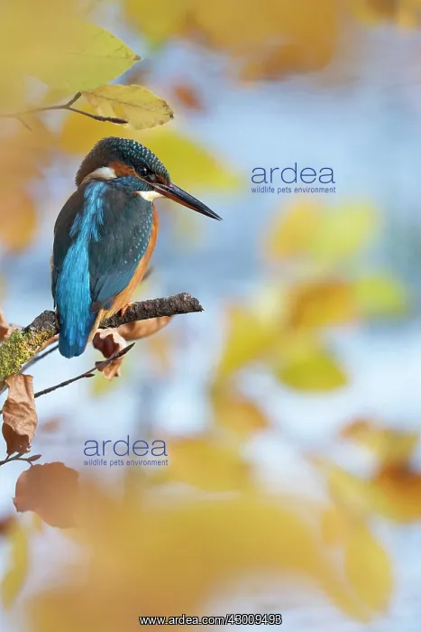 : Kingfisher Female waiting to catch a fish amongst : Kingfisher Female waiting to catch a fish amongst