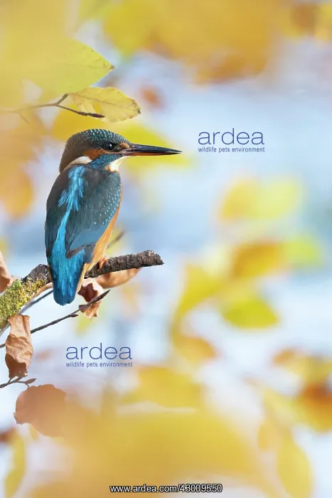 : Kingfisher Female waiting to catch a fish amongst : Kingfisher Female waiting to catch a fish amongst