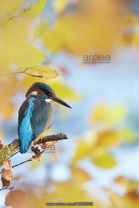 : Kingfisher Female waiting to catch a fish amongst : Kingfisher Female waiting to catch a fish amongst