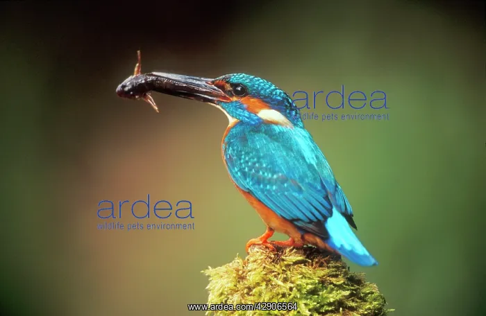 : KINGFISHER - with fish in beak : KINGFISHER - with fish in beak