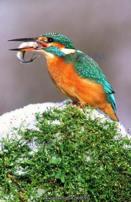 : KINGFISHER - with fish in beak, in the snow : KINGFISHER - with fish in beak, in the snow