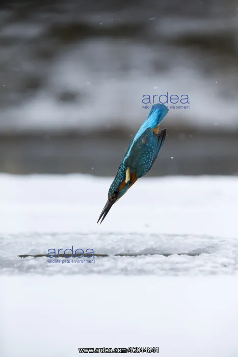 : Kingfisher - fishing through an ice hole - UK : Kingfisher - fishing through an ice hole - UK