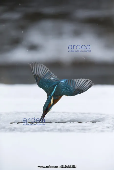 : Kingfisher - fishing through an ice hole - UK : Kingfisher - fishing through an ice hole - UK