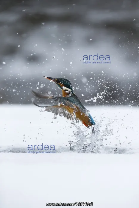 : Kingfisher - fishing through an ice hole - UK : Kingfisher - fishing through an ice hole - UK