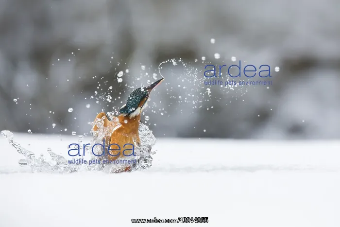 : Kingfisher - fishing through an ice hole - UK : Kingfisher - fishing through an ice hole - UK