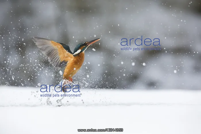 : Kingfisher - fishing through an ice hole - UK : Kingfisher - fishing through an ice hole - UK