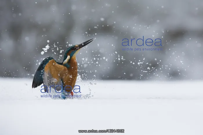 : Kingfisher - fishing through an ice hole - UK : Kingfisher - fishing through an ice hole - UK