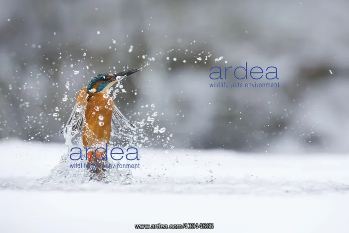 : Kingfisher - fishing through an ice hole - UK : Kingfisher - fishing through an ice hole - UK