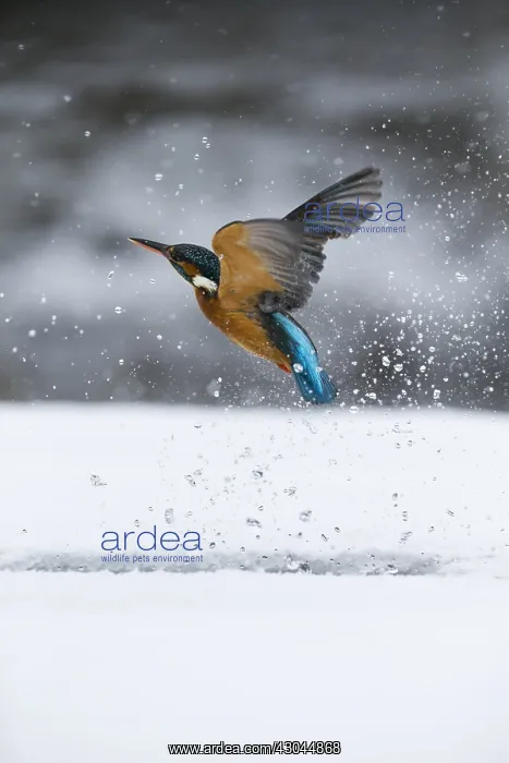 : Kingfisher - fishing through an ice hole - UK : Kingfisher - fishing through an ice hole - UK