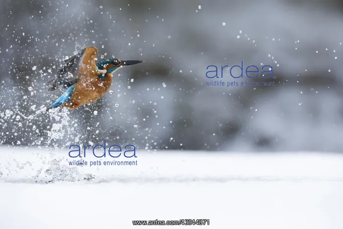 : Kingfisher - fishing through an ice hole - UK : Kingfisher - fishing through an ice hole - UK