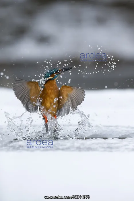 : Kingfisher - fishing through an ice hole - UK : Kingfisher - fishing through an ice hole - UK