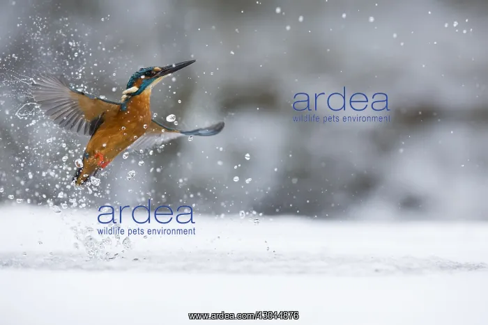 : Kingfisher - fishing through an ice hole - UK : Kingfisher - fishing through an ice hole - UK