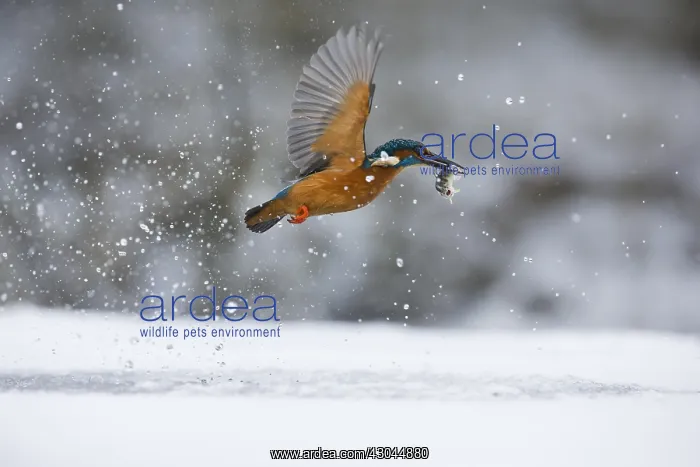 : Kingfisher - fishing through an ice hole - UK : Kingfisher - fishing through an ice hole - UK