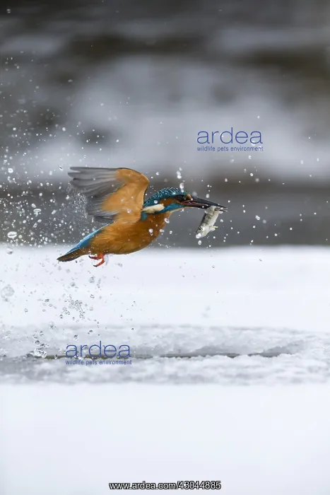 : Kingfisher - fishing through an ice hole - UK : Kingfisher - fishing through an ice hole - UK